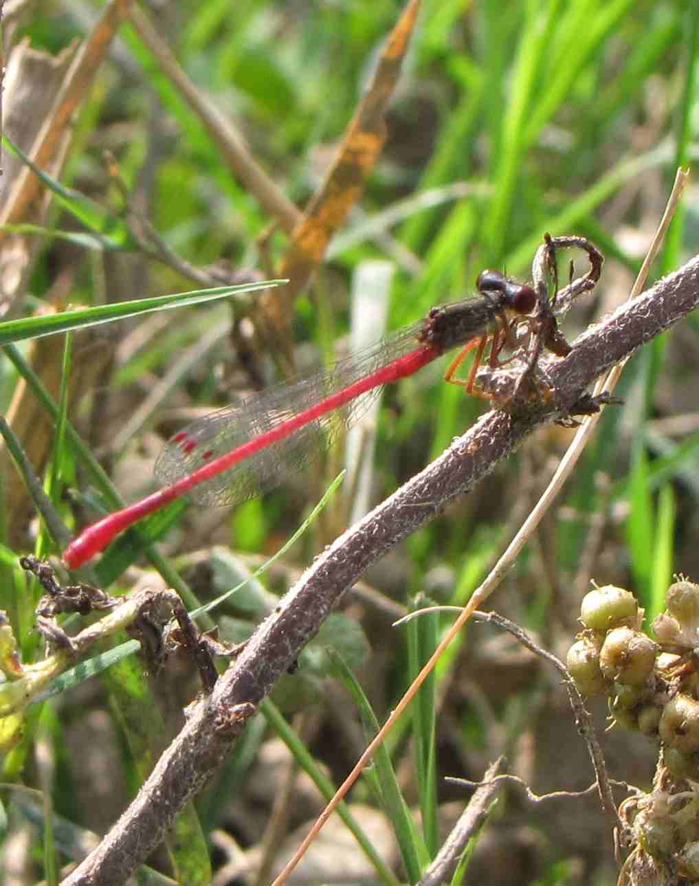 libellula rossa - Ceriagrion tenellum (maschio)